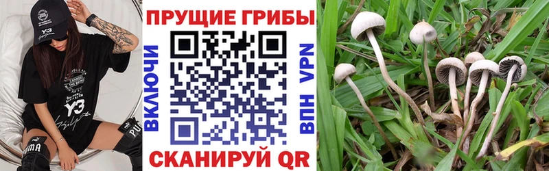 дарнет шоп  Урай  blacksprut как войти  Псилоцибиновые грибы MAGIC MUSHROOMS 